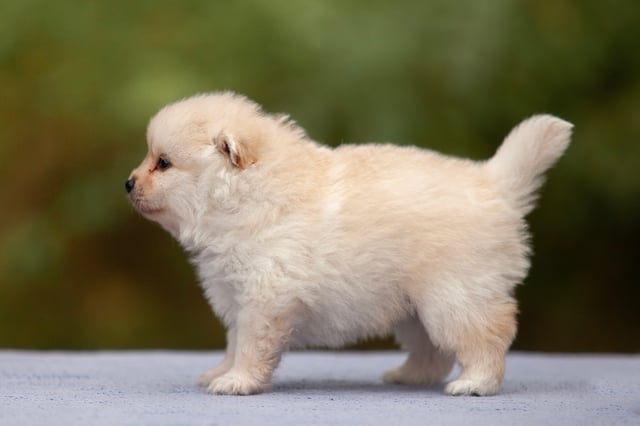 Kerberos Silver