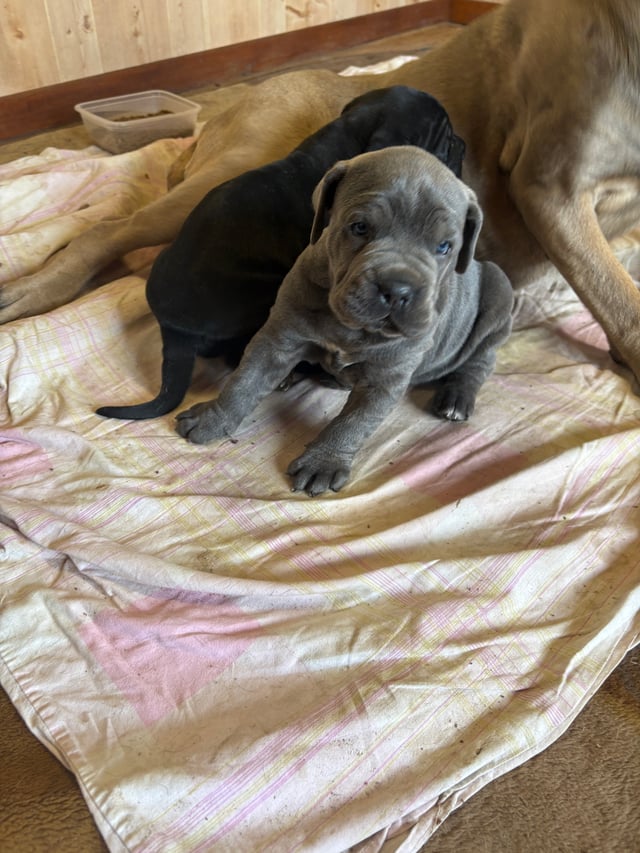 Living with the Breed