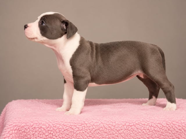 Temperament og personlighed