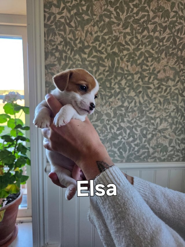 Udseende og pels