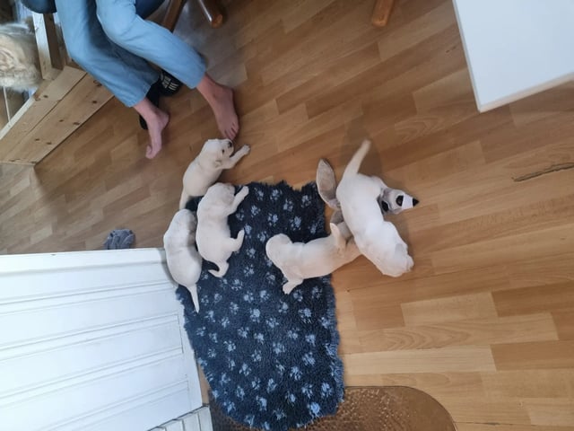 Udseende og pels