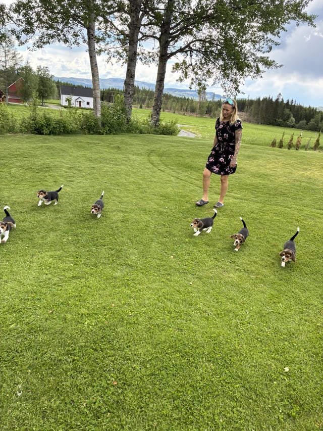 Udseende og pels