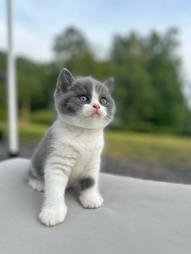 SE*Royal Whiskers