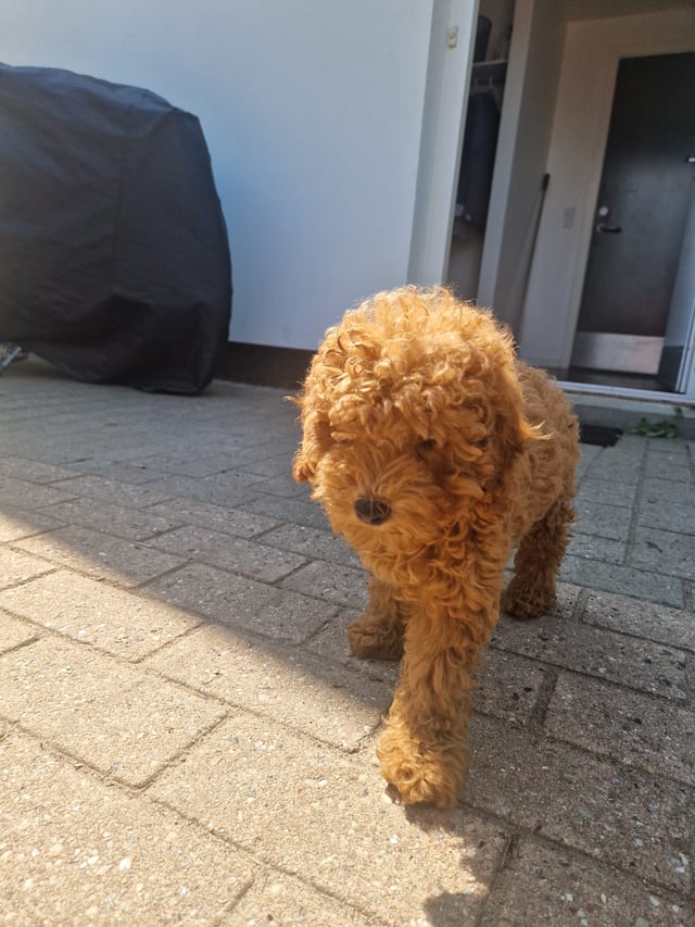 Dream Puppy