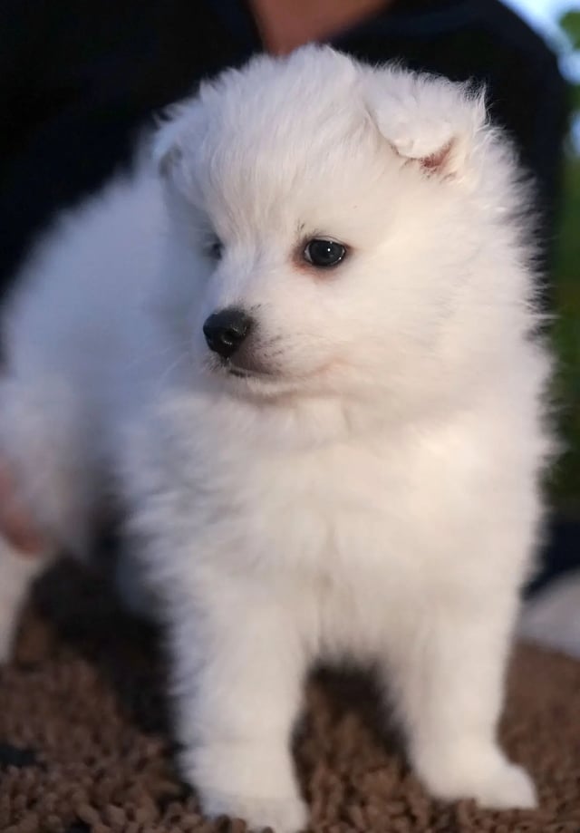 Temperament og personlighed