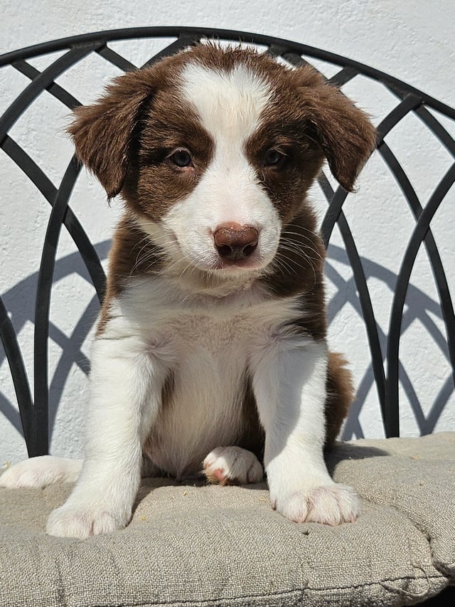 Temperament og personlighed