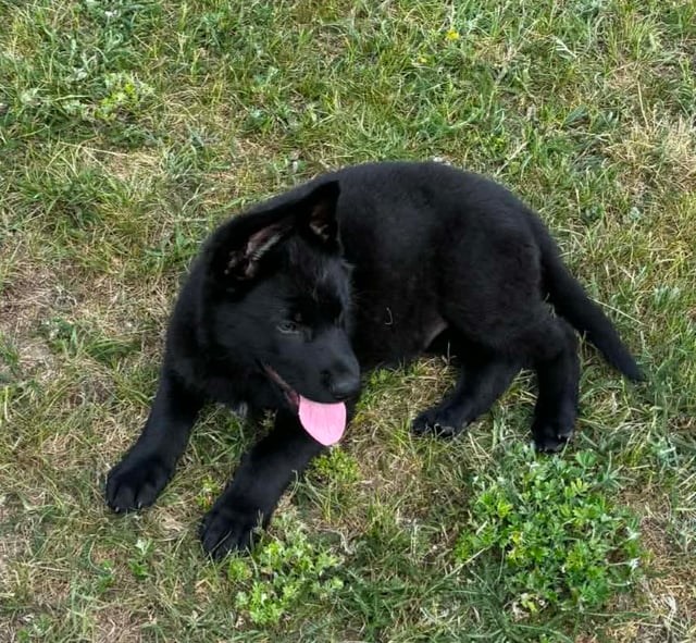 Kennel Snibor Anzi