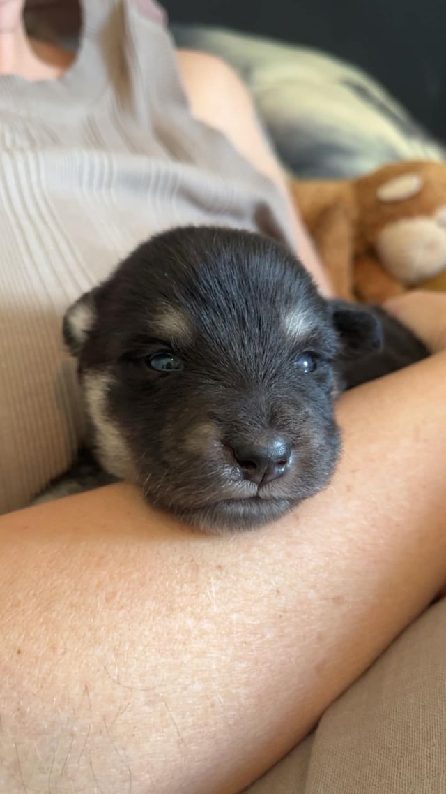 Finsk lapphund - Angel´s Share