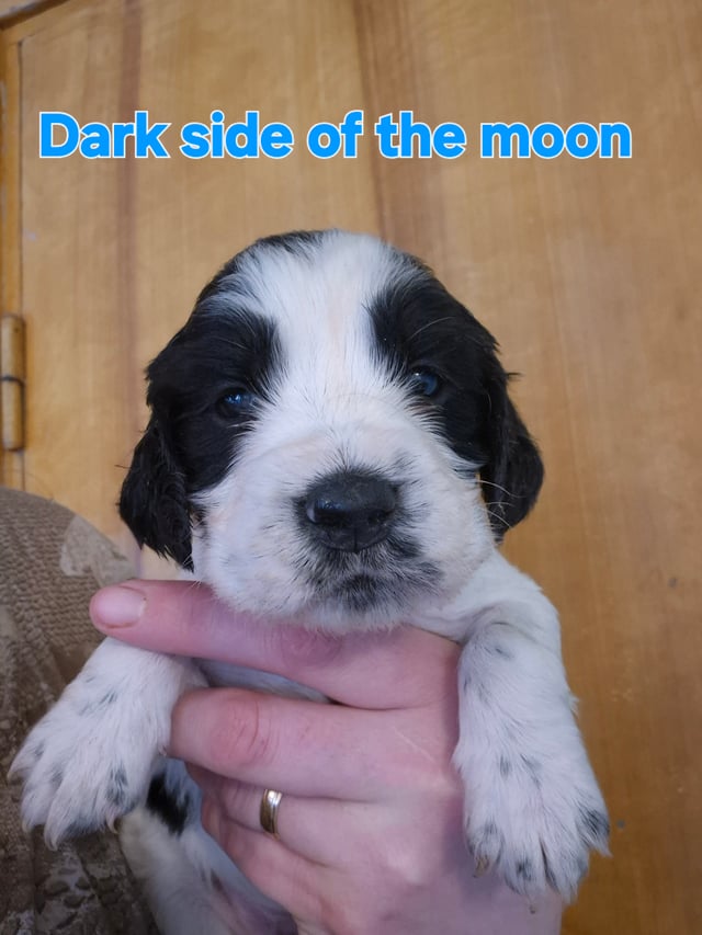 At leve med racen
