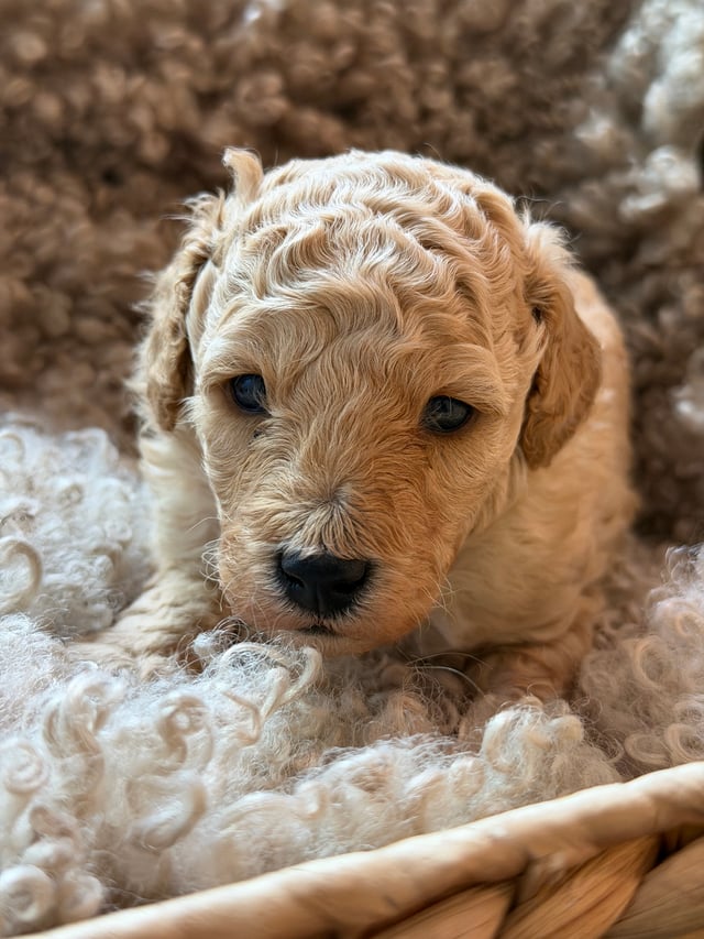 Udseende og pels