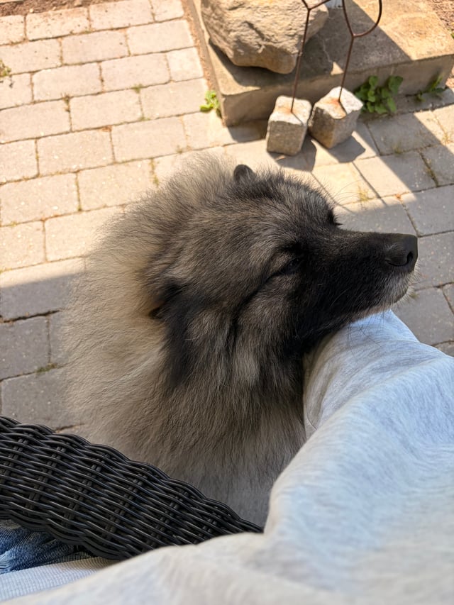 Living with the Breed