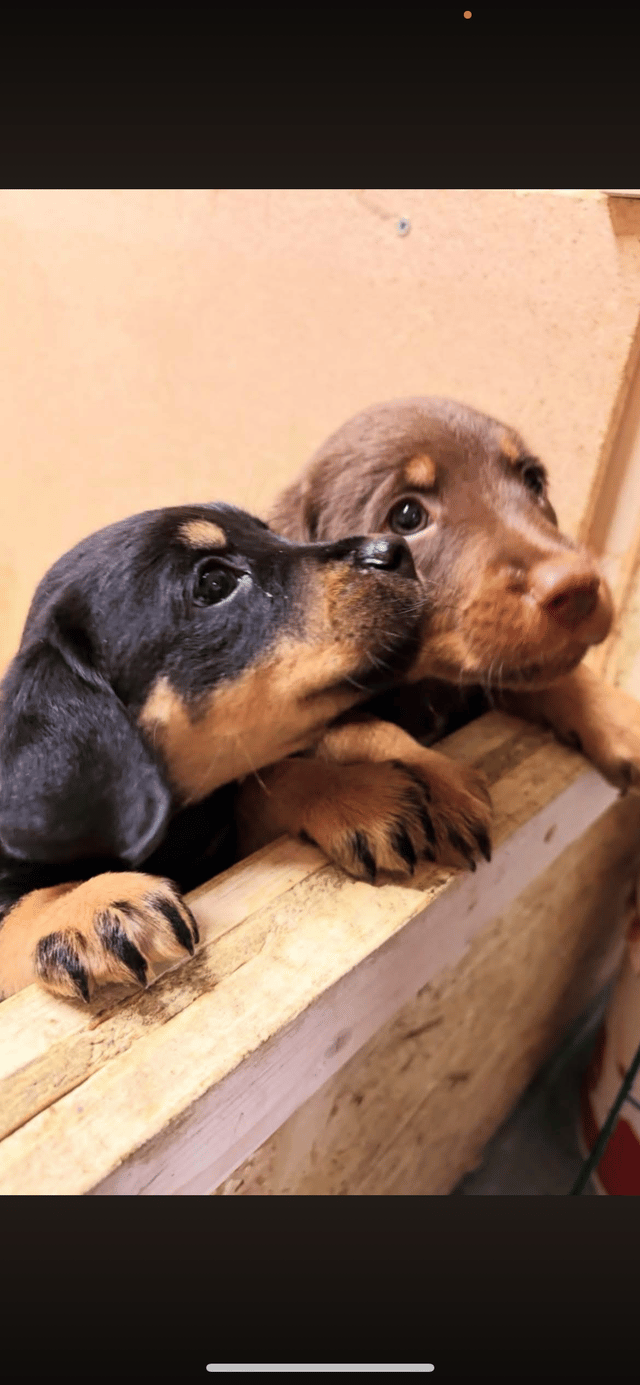 Temperament & Personlighed