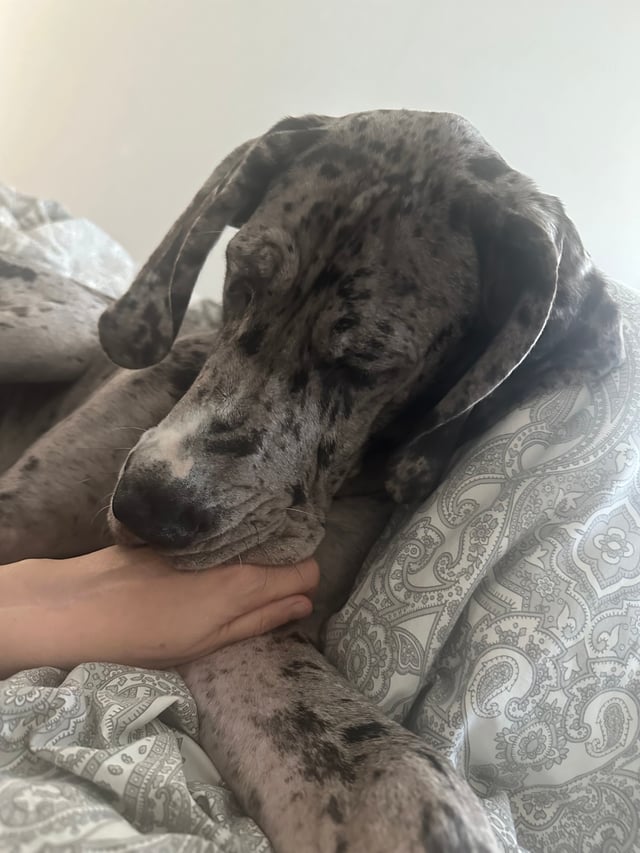 Living with the Breed