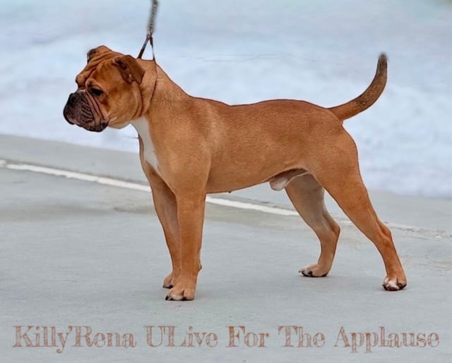 Temperament & Personality