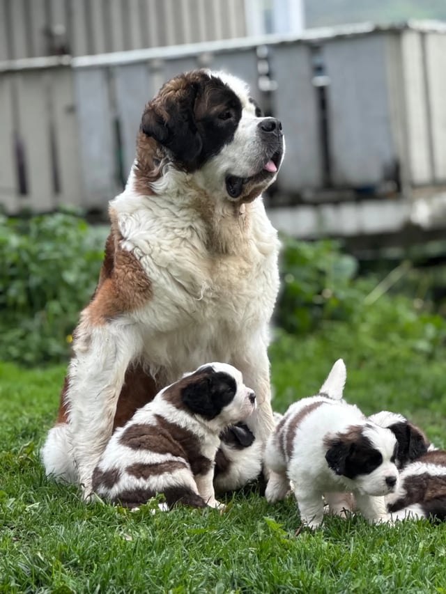 Temperament & Personality