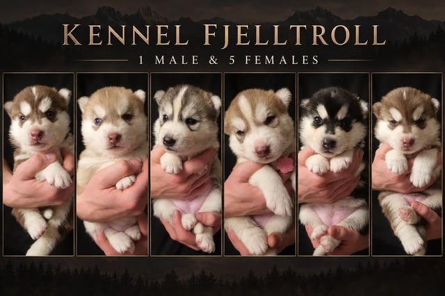Fjelltroll