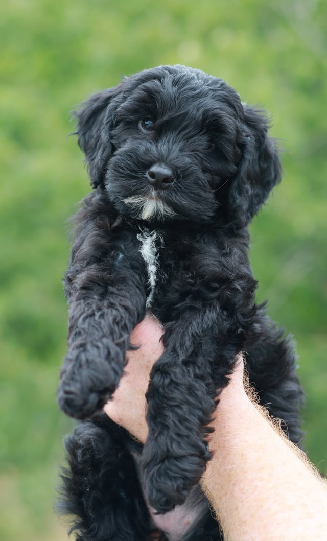 Temperament og personlighed