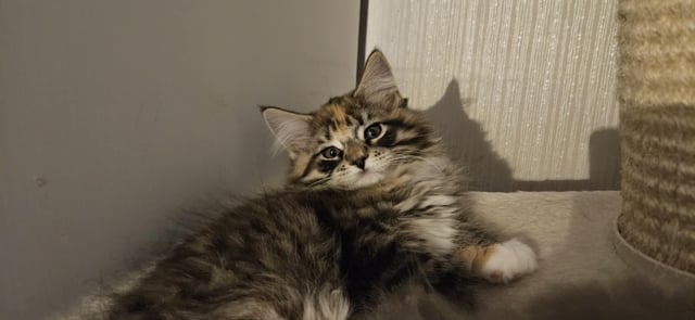 Biscaya BigPawz