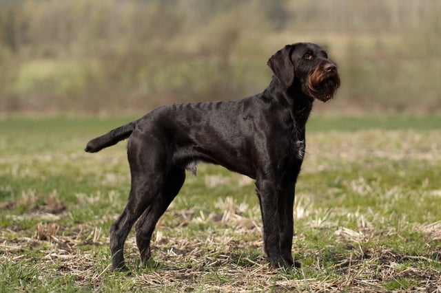 Kennel Schweisshunden
