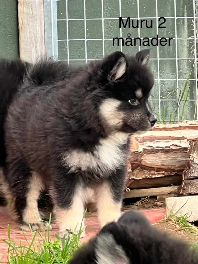 Vita Viddens kennel