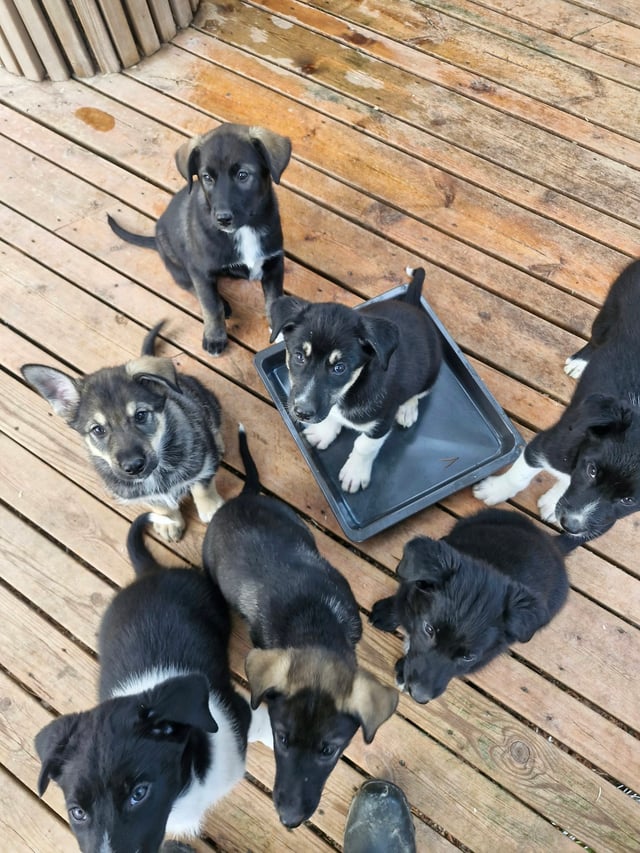 Howling Huskies