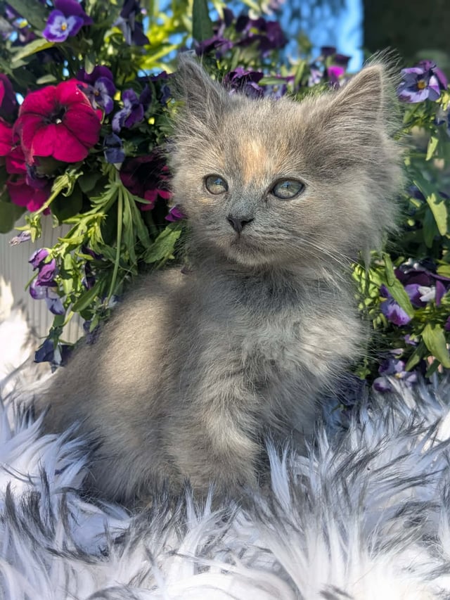 Annas katter