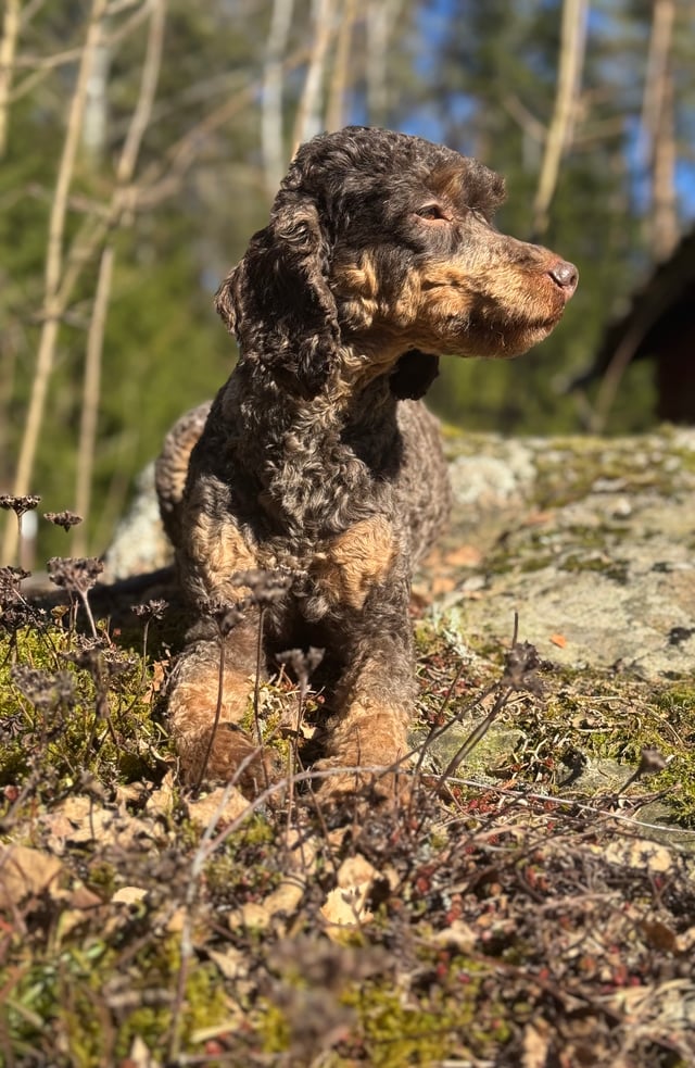 Isadoras Pudel och Cockerpoo