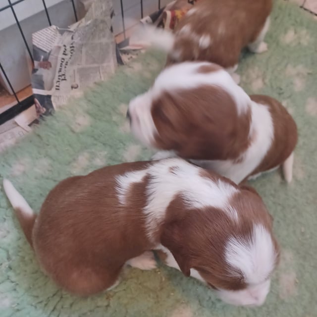 Okej's kennel