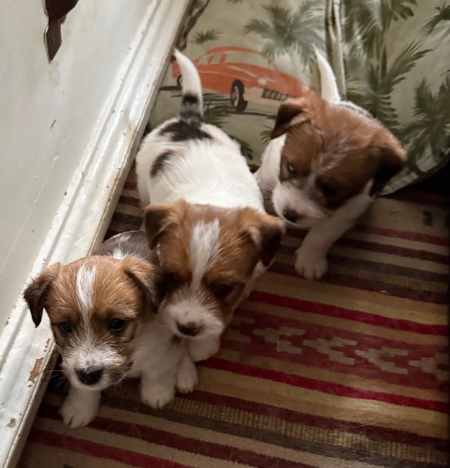 S'Wagger Tail