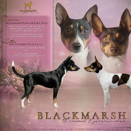 Blackmarsh