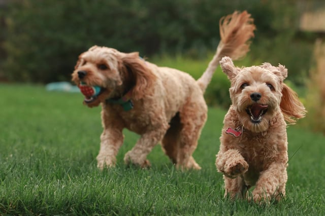 10 tecken på att din hund är understimulerad