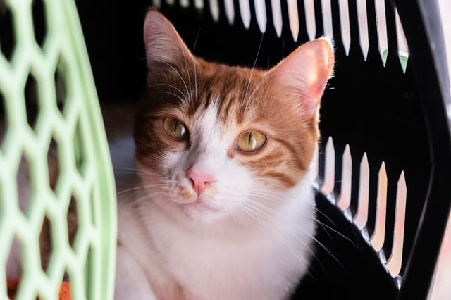 Chipmärka katt och registrera ägarbyte rätt