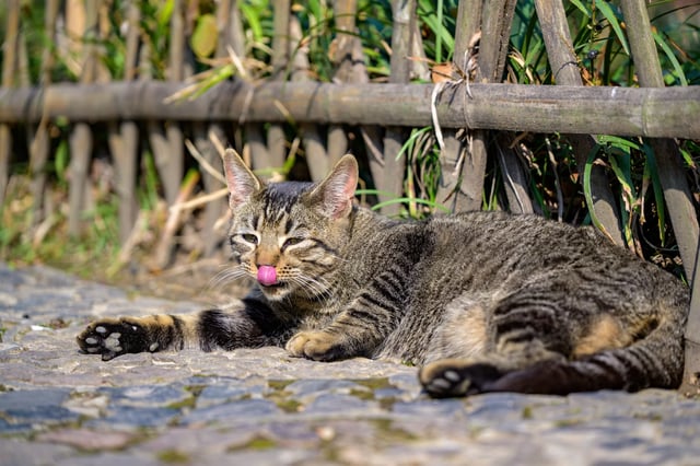 Slik holder du katten trygg når det blir varmt i sommer