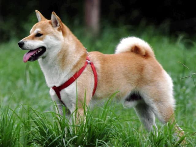 Shiba Inu