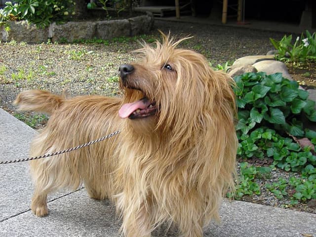 Australian Terrier