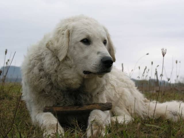 Kuvasz