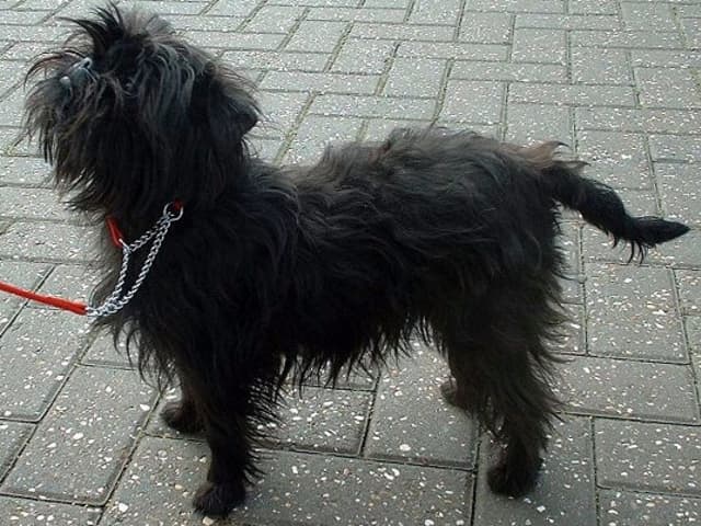 Affenpinscher
