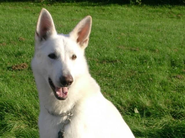 White Swiss Shepherd Dog