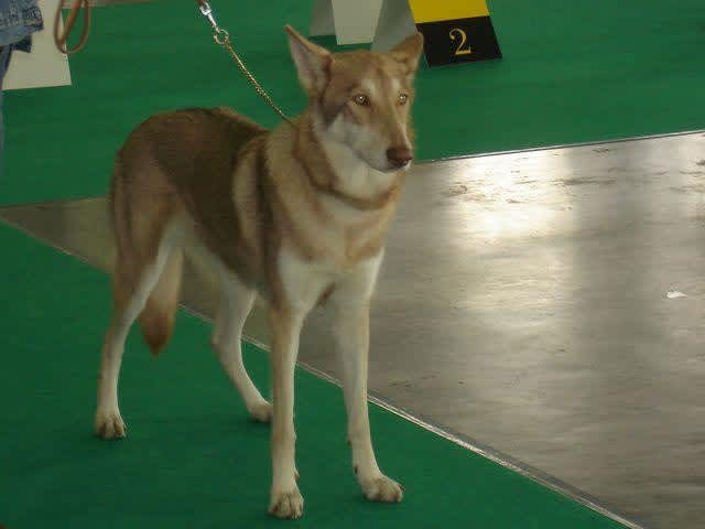 Saarloos Wolfdog