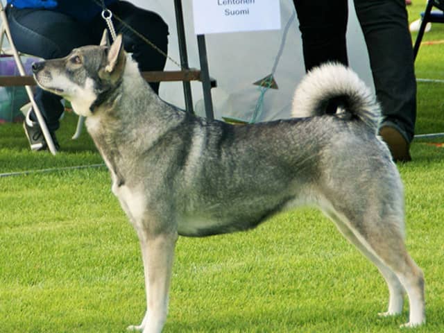 Jämthund