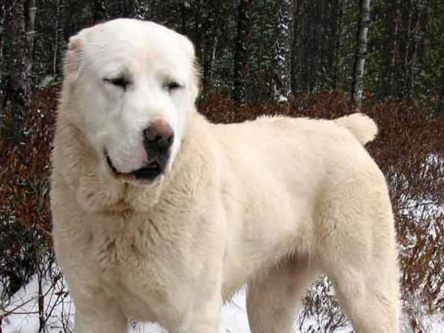 Central Asian Shepherd Dog