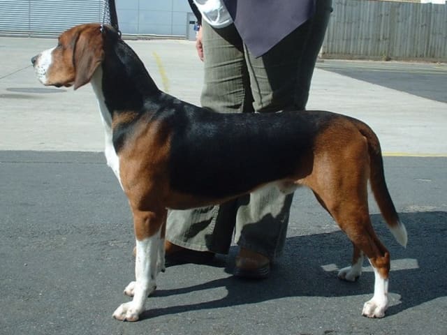 Hamilton Hound