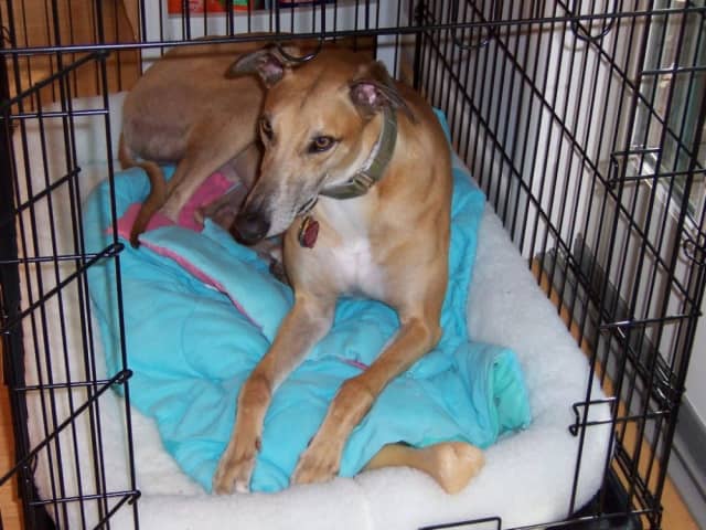 Greyhound