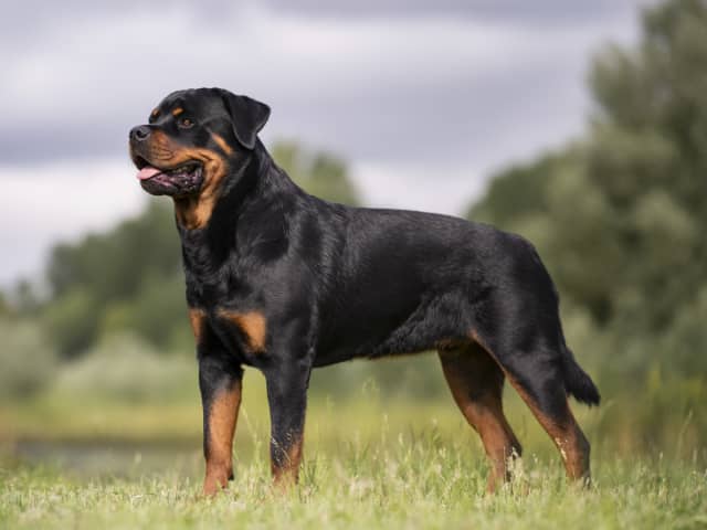Rottweiler