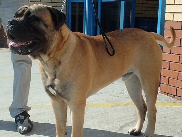 Bullmastiff