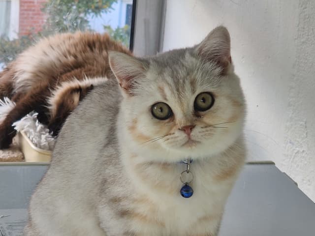 British Shorthair · Malmö · Dania