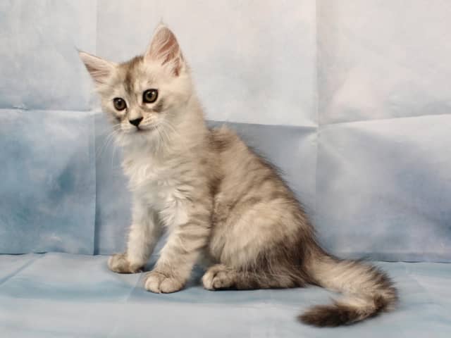 Maine Coon · Västra Frölunda · Dagdrivarn