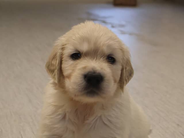 Golden Retriever