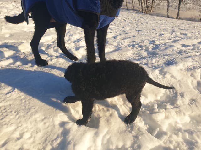 Curly Coated Retriever