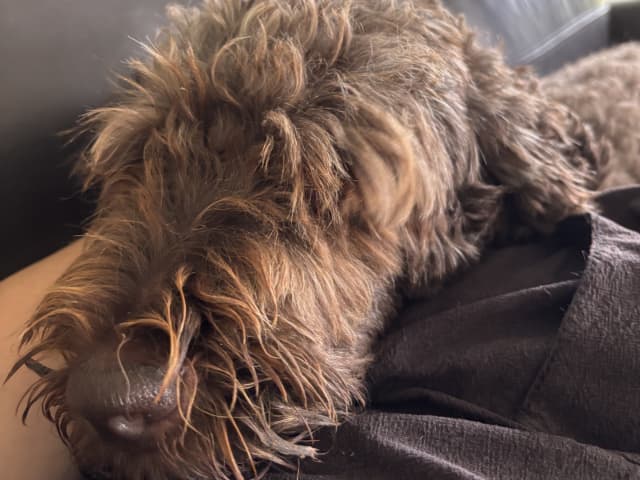 Goldendoodle